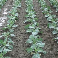 intra-rij wieder planten